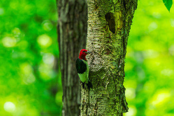 The red-headed woodpecker (Melanerpes erythrocephalus)  bringing food for young  into the nesting...