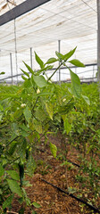 Chili pepper plant with small white flowers and curled leaves affected by pest damage, growing in rows under a translucent plastic roof structure in a greenhouse spain