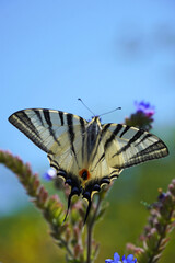 Swallowtail Podalirius Swallowtail beautiful big butterfly sits on flower insect nature macro