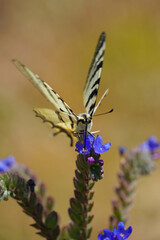 Swallowtail Podalirius Swallowtail beautiful big butterfly sits on flower insect nature macro