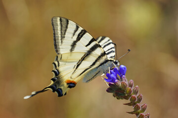 Swallowtail Podalirius Swallowtail beautiful big butterfly sits on flower insect nature macro