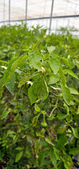 Close-up of pepper plant leaves with visible signs of pest damage and discoloration, surrounded by...