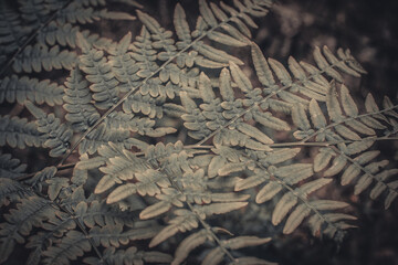 A dense clump of fern plants with a muted, earthy color palette and soft lighting that creates a...