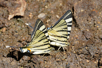 Swallowtail Podalirius Swallowtail Two beautiful big butterflies sit on the ground insect nature macro