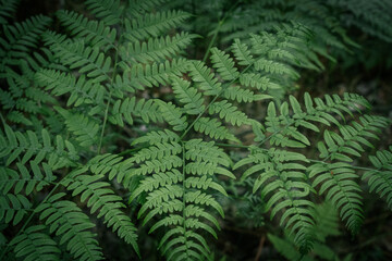 Delicate fern plants with slender stems and feathery leaves in the forest, captured in soft focus with a dreamy, natural atmosphere.