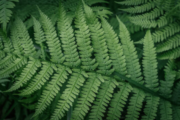 Delicate fern plants with slender stems and feathery leaves in the forest, captured in soft focus with a dreamy, natural atmosphere.
