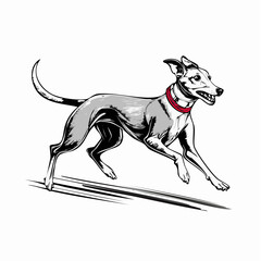 Greyhound Dog Racing. Illustration Greyhound Dog Racing Running image Vector isolated on white background.
