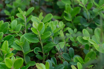 Macro shot of fresh green blueberry leaves and budding buds in the early stages of growth, showing bright spring foliage in a forest clearing.