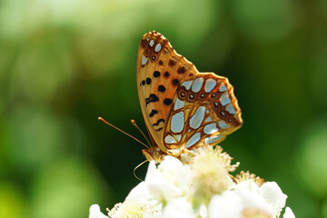 mother-of-pearl latonia beautiful bright butterfly sits on a flower insect nature Bulgaria macro
