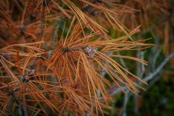 A detailed view of dry, orange-brown pine needles on a branch with textured twigs and a blurred green background for natural contrast.