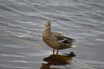 Mallard duck (Anas platyrhynchos)