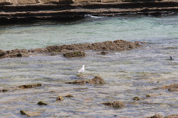 A seagull on rocks in the water next to a beach.