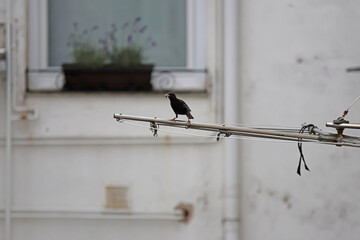 A bird with a worm in its mouth on a clothesline. Urban fauna.