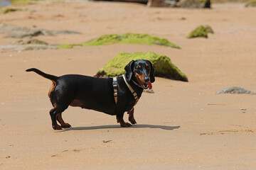 A dachshund playing on the beach	
