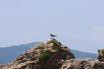 Gull resting on the rocks near the beach