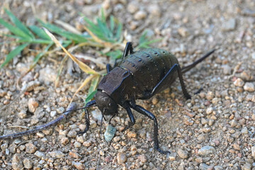Bradyporus Dasypus Black wheaten chicken big black grasshopper rare species insect nature Bulgaria...