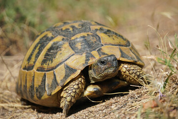 large Balkan tortoise walks on the ground animal world of Bulgaria close-up