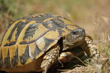 large Balkan tortoise walks on the ground animal world of Bulgaria close-up