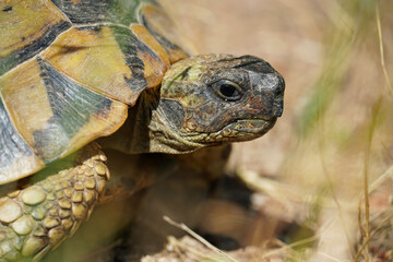 large Balkan tortoise walks on the ground animal world of Bulgaria close-up
