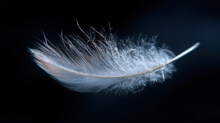 Obraz premium A single, delicate white feather floats gently against a stark black background, its soft downy texture highlighted in a closeup shot