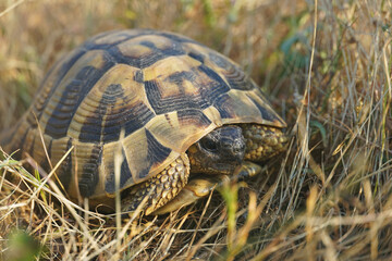 a large Balkan tortoise lies on the ground hiding in its shell, the animal world of Bulgaria, close-up