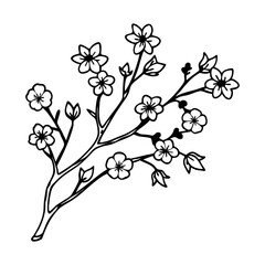 Delicate hand drawn blooming cherry blossom branch with small flowers and buds isolated on white background isolated on transparent background