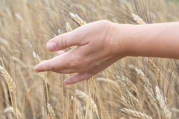 A female hand gently touching the ripe golden ears of wheat in a vast field, symbolizing connection...