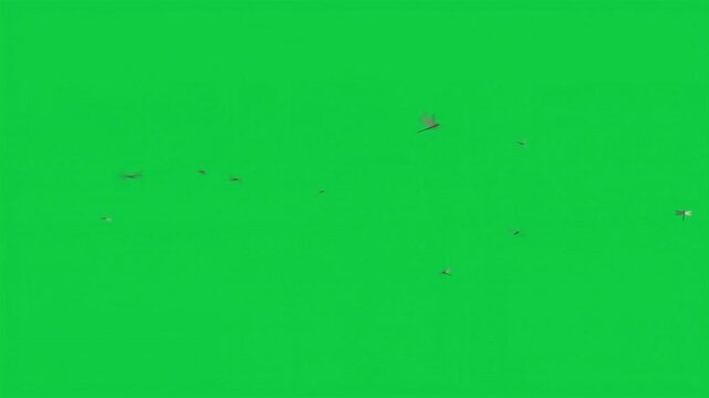 Dragonfly FX Pack &ndash; 5 Green Screen Animations &ndash; Flying Insects VFX Elements