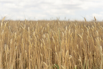 A vast golden wheat field under a light cloudy sky, showcasing the ripe harvest ready for...