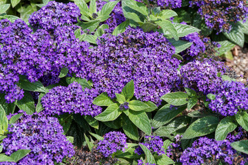 Heliotropium arborescens 'Marine' -  Garden heliotrope or cherry pie, ornamental small bushy shrub...