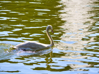 White Mute Swan Swimming on Reflecting Water