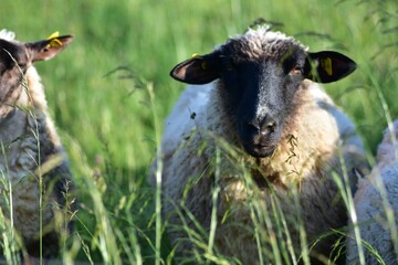 Front view close-up of a sheep’s head in a green meadow. Curious expression with woolly face and soft ears. Rural farm animal portrait in natural light. Concept of livestock and countryside life.