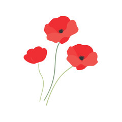 Obraz premium Delicate red poppy flowers in full bloom vector art design 
