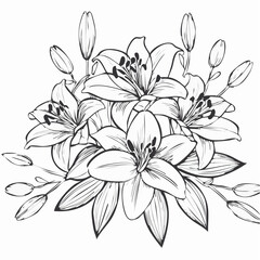 Elegant blooming lilies with buds Image vector isolated on white background.