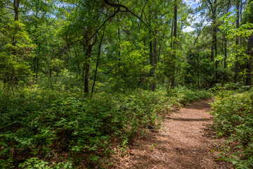 Fototapeta premium Forest pathway surrounded by lush greenery invites exploration on a sunny day