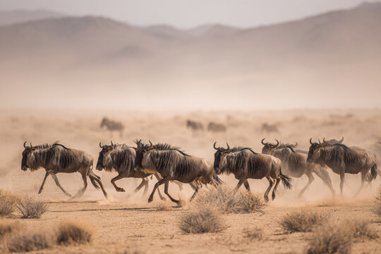 Herd of wildebeests running through dusty terrain in the African savanna during midday - Powered by Adobe