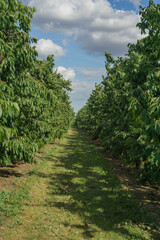 A long pathway through a vibrant cherry orchard under a partly cloudy sky, showing rows of green trees ready for fruit harvesting, concept of agritourism, fruit farming, local produce