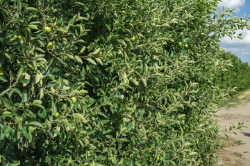 Apple trees growing in rows within an orchard, featuring lush green foliage and visible young apples, alongside a dirt path under a clear sky, concept of fruit farming, agriculture, healthy food