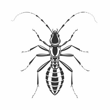 black ant insect isolated on white clip art preview