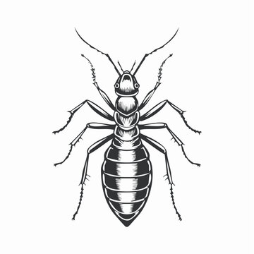 black and white ant detailed view clip art preview