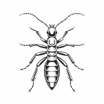 black and white ant detailed top view clip art preview