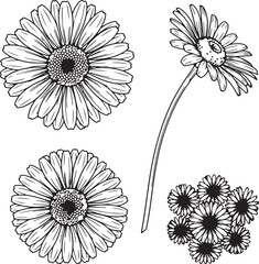Black and white line art illustration of multiple daisy flowers and a single gerbera daisy