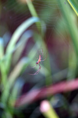 spider on a web