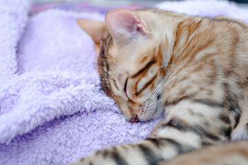 cute red bengal kitten sleeping on purple blanket