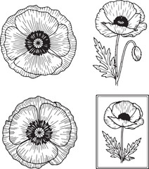 Black and white line art illustrations of poppy flowers and leaves floral