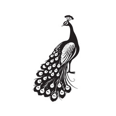 Fototapeta premium Elegant peacock silhouette with ornate feathers isolated on white background
