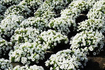 White flowering petunia in large quantities in the nursery of plants