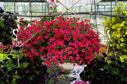 Ampelous pink Petunia Velvet Parple in hanging basket in close-up