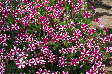 Purple-white petunia Cascadias Bicolour Cabernet flowering in large quantities