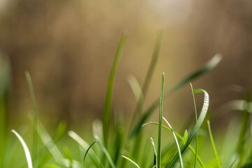 Grass blades covered in dew, backlit by vibrant sunrise. Warm orange hues of rising sun create...